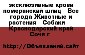 эксклюзивные крови-померанский шпиц - Все города Животные и растения » Собаки   . Краснодарский край,Сочи г.